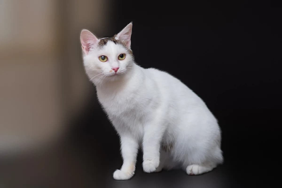 Vella (Велла), female Mixed Breed for adoption at Dobri Ruky, Kyiv