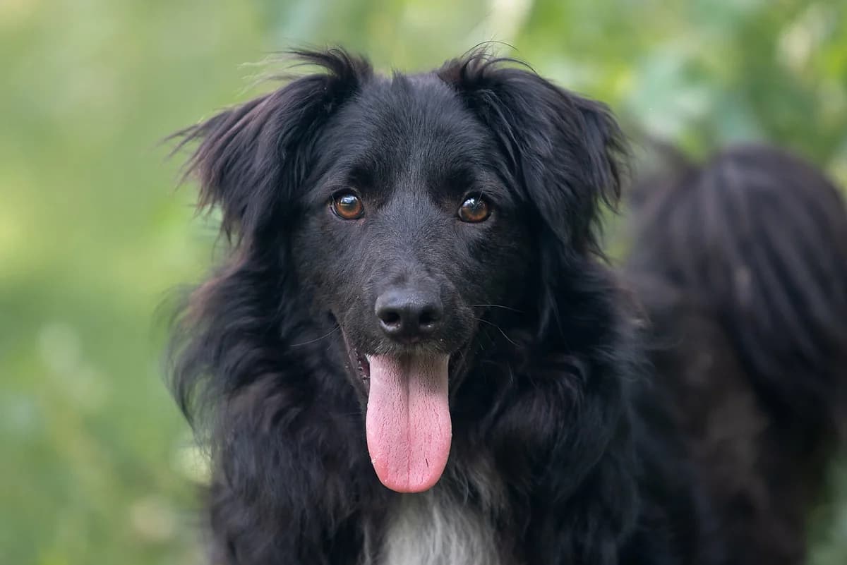 Krash (Краш), male Mixed Breed for adoption at Dobri Ruky, Kyiv