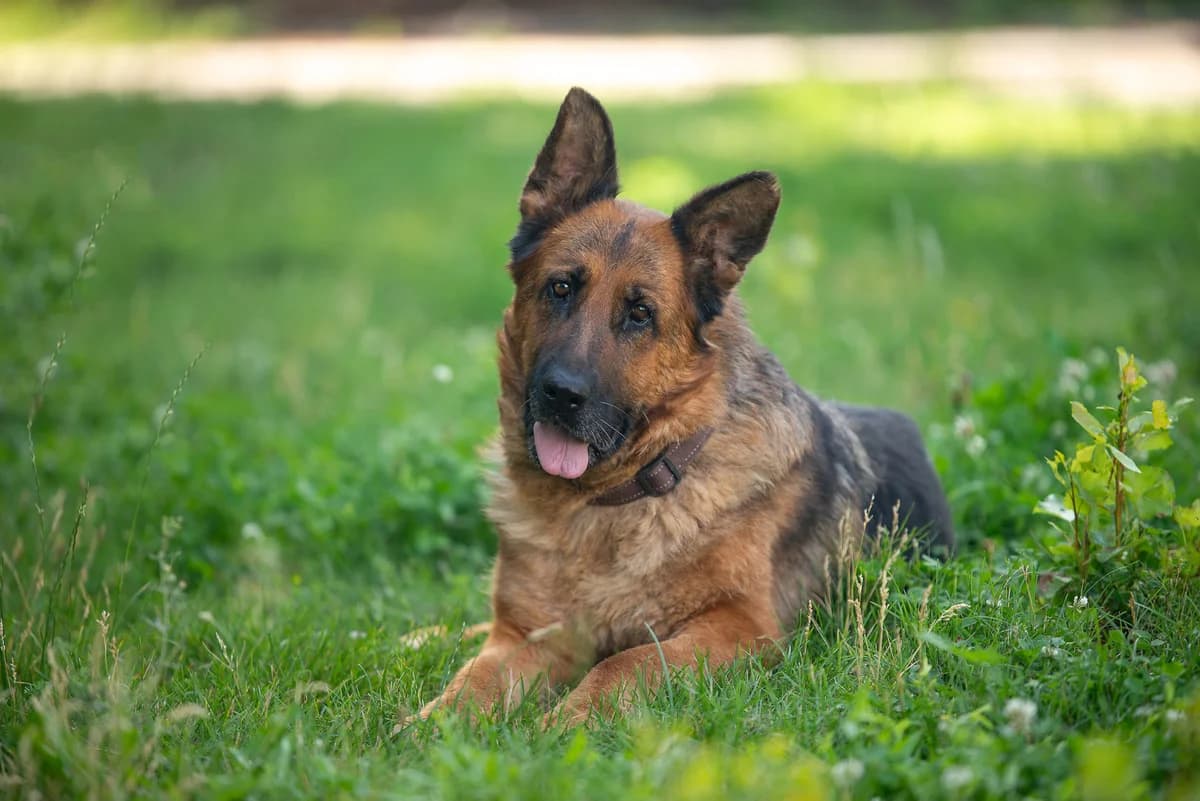Tasha (Таша), female Mixed Breed for adoption at Dobri Ruky, Kyiv