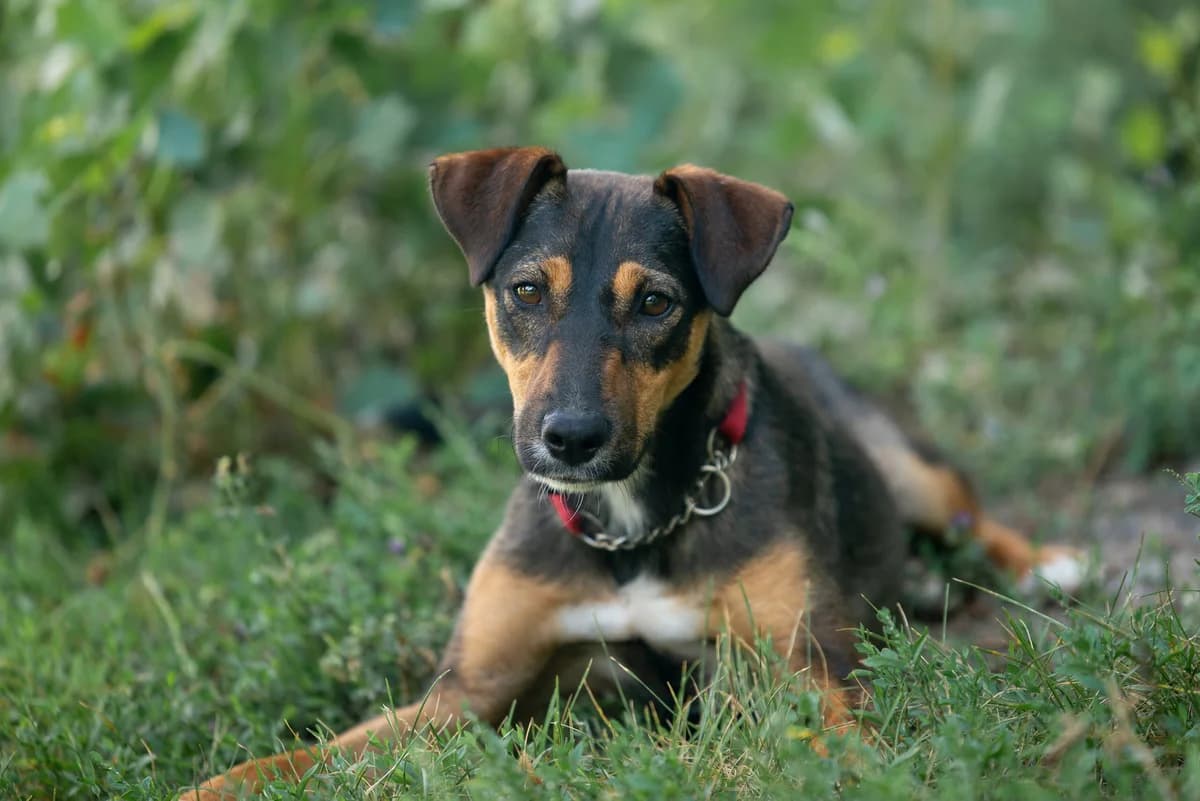 Dzhava (Джава), female Mixed Breed for adoption at Dobri Ruky, Kyiv