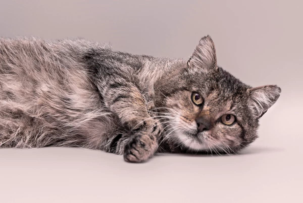 Litachok (Літачок), senior Mixed Breed for adoption at Dobri Ruky, Kyiv