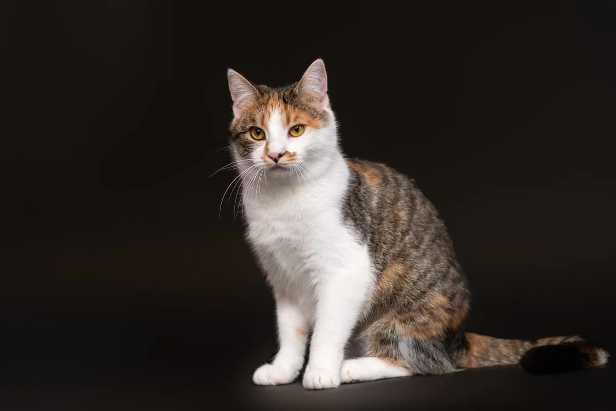 Lara (Лара), female Mixed Breed for adoption at Dobri Ruky, Kyiv