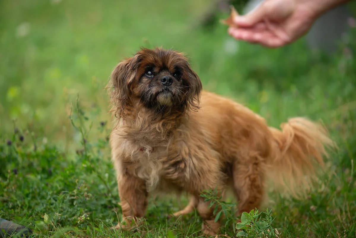 Nashi osoblivi tvarini (Arturchik) (Наші особливі тварини (Артурчик)), male senior Mixed Breed for adoption at Dobri Ruky, Kyiv