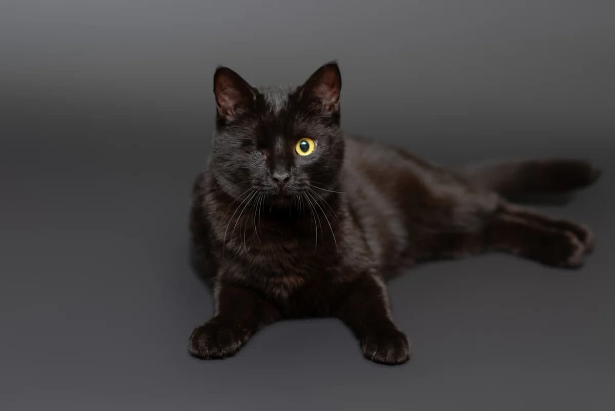 Kisho (Кішо), male Mixed Breed for adoption at Dobri Ruky, Kyiv