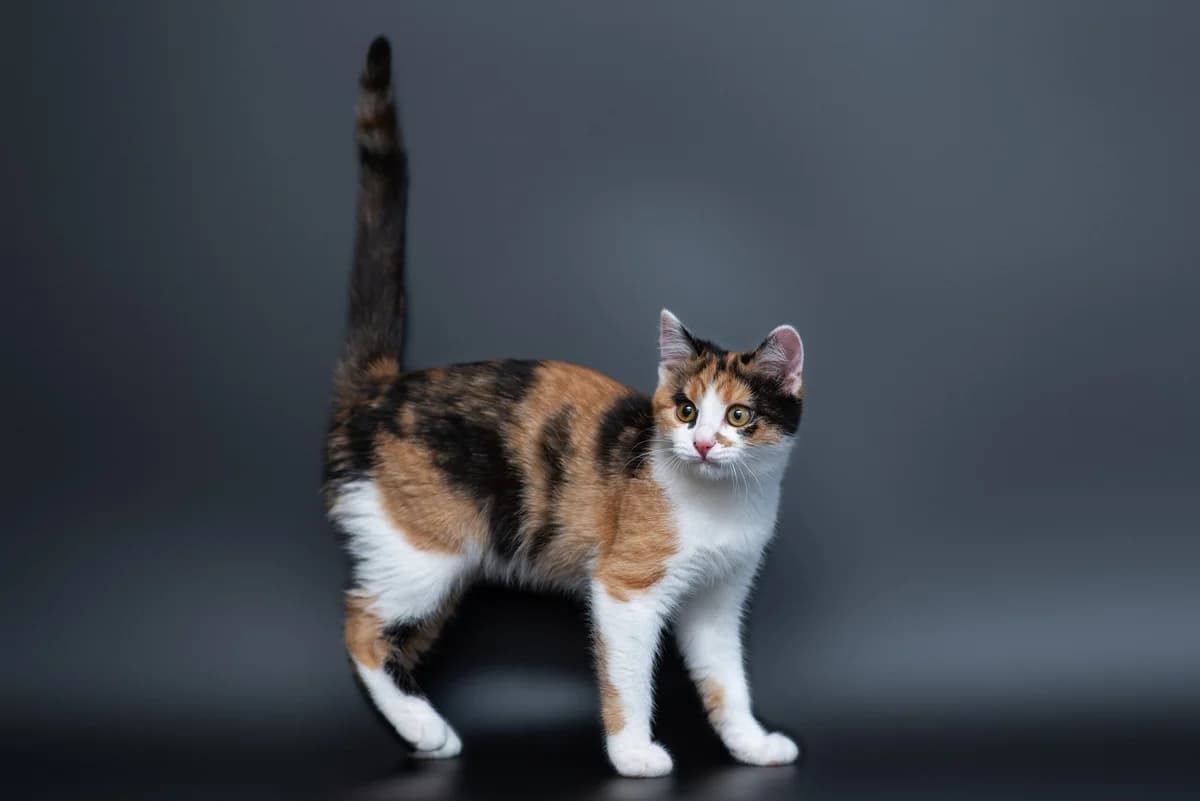 Ameliya (Амелія), female Mixed Breed for adoption at Dobri Ruky, Kyiv