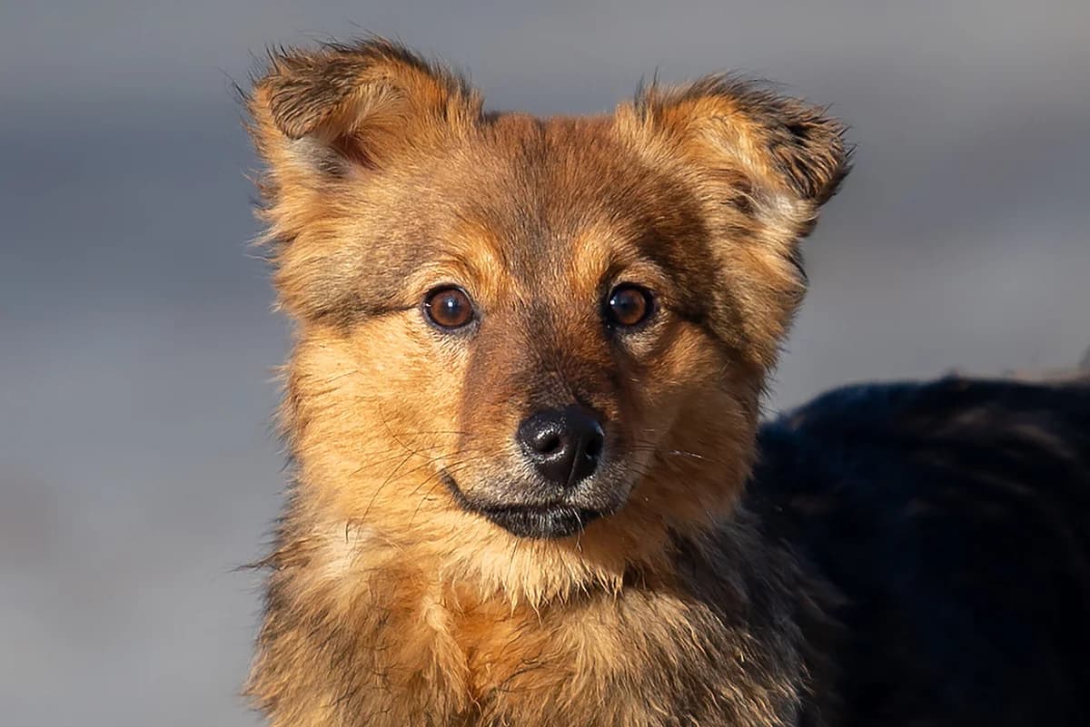 Inni (Інні), female Mixed Breed for adoption at Dobri Ruky, Kyiv