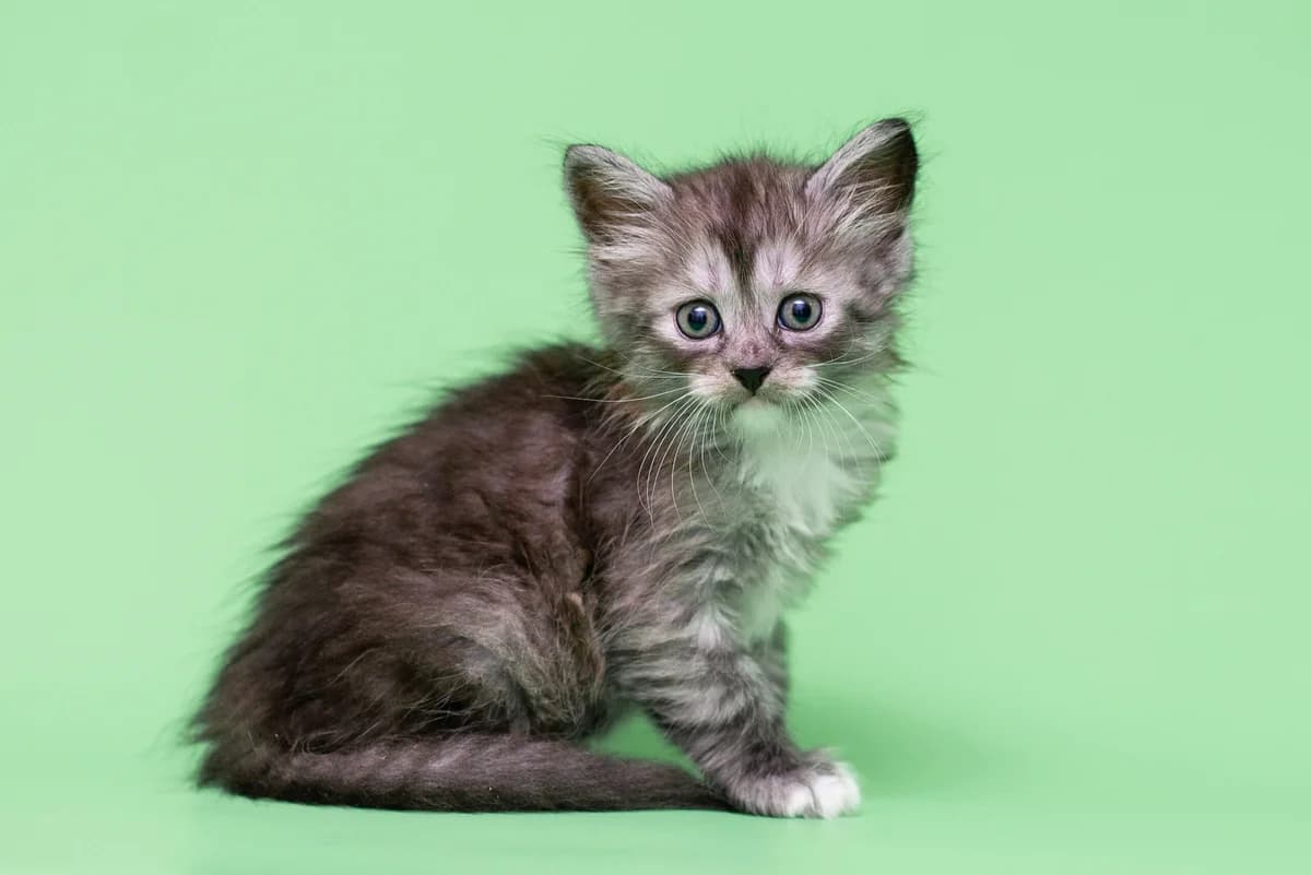 Issi (Іссі), female Mixed Breed for adoption at Dobri Ruky, Kyiv