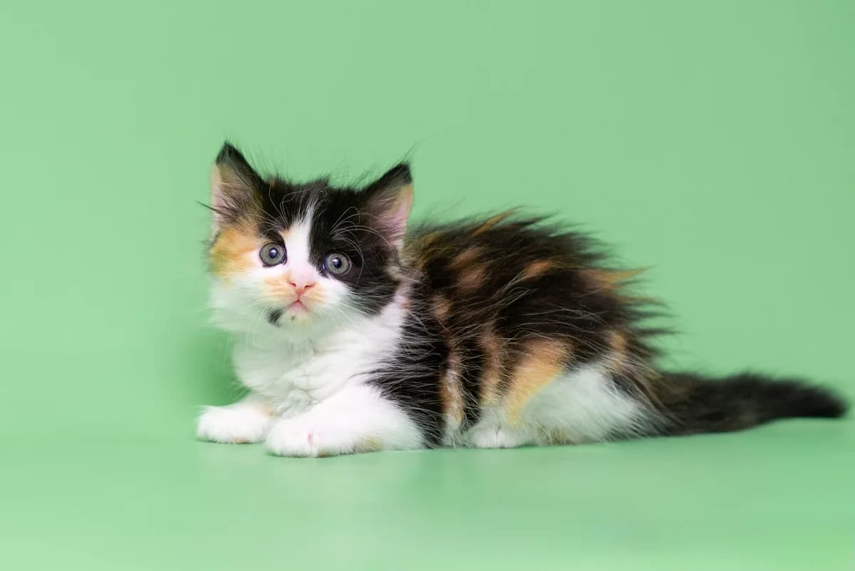 Ilana (Ілана), female Mixed Breed for adoption at Dobri Ruky, Kyiv