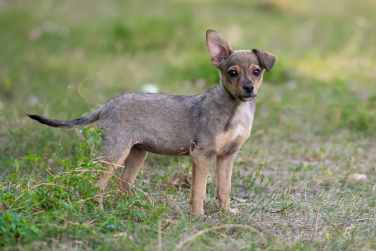 Irka (Ірка), female Mixed Breed for adoption at Dobri Ruky, Kyiv