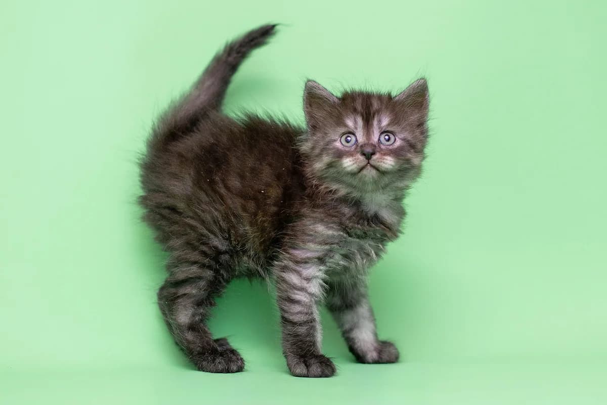 Irvin (Ірвін), male Mixed Breed for adoption at Dobri Ruky, Kyiv