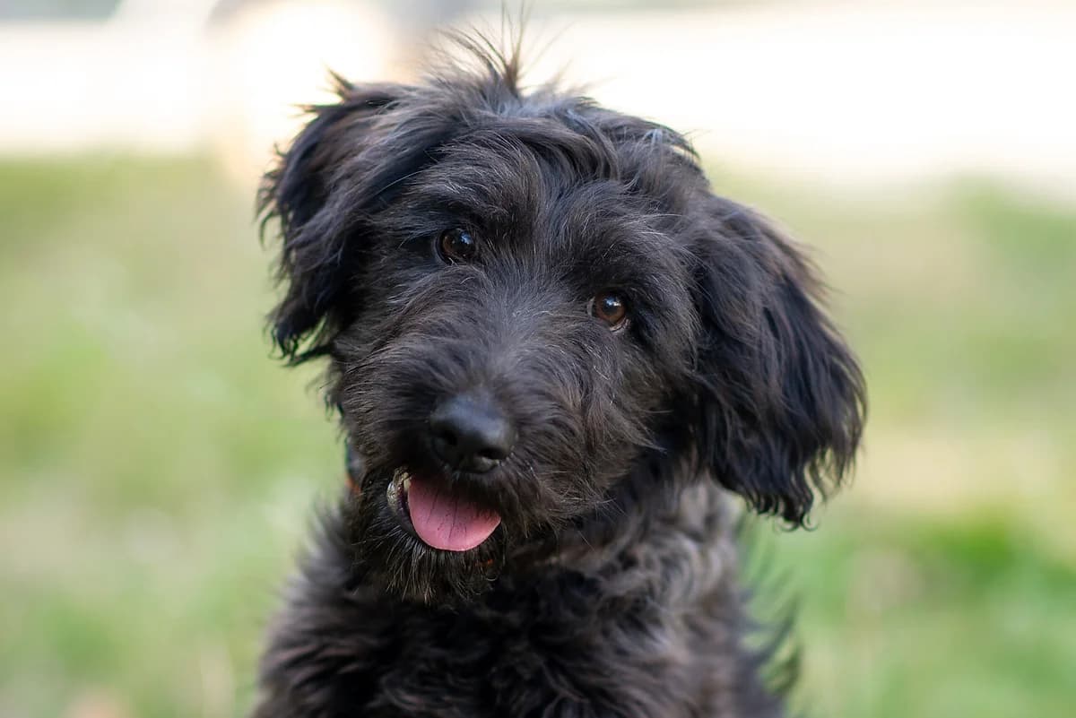 Ayra (Айра), female Mixed Breed for adoption at Dobri Ruky, Kyiv