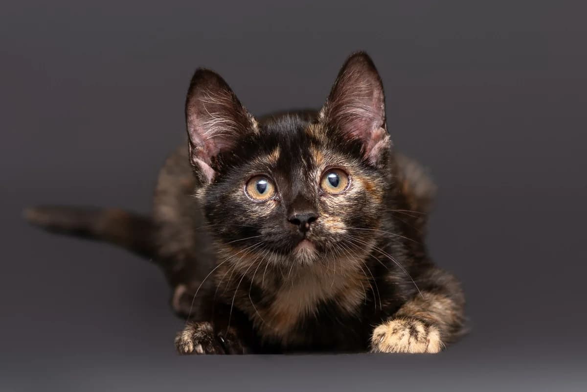 Vin’yeta (Він’єта), female Mixed Breed for adoption at Dobri Ruky, Kyiv