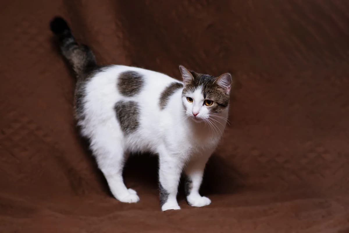 Belka (Белка), female Mixed Breed for adoption at Dobri Ruky, Kyiv