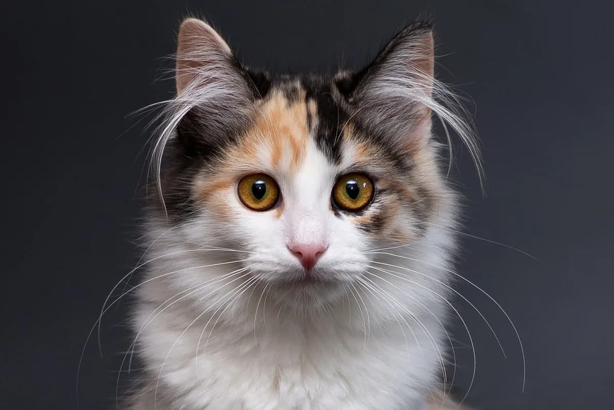 Nerissa (Нерісса), female Mixed Breed for adoption at Dobri Ruky, Kyiv