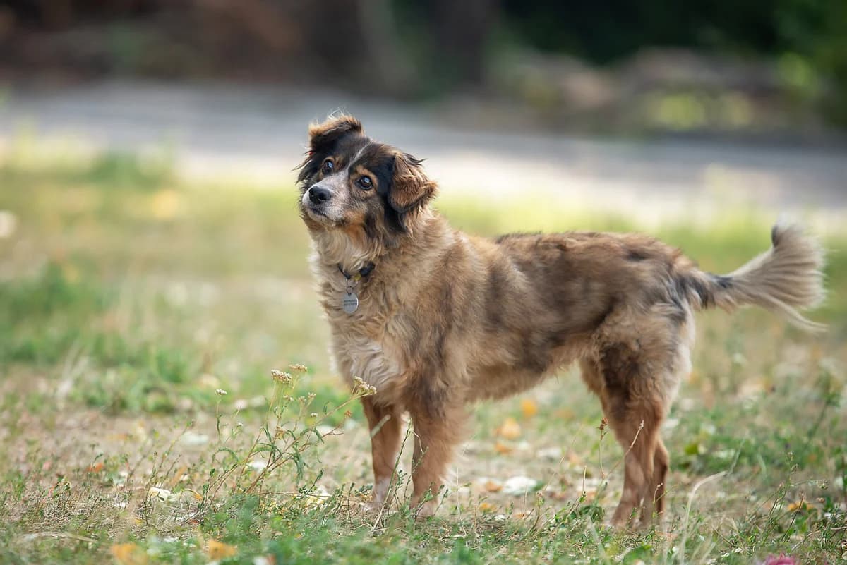 Nashi osoblivi tvarini (Gerda) (Наші особливі тварини (Герда)), female senior Mixed Breed for adoption at Dobri Ruky, Kyiv