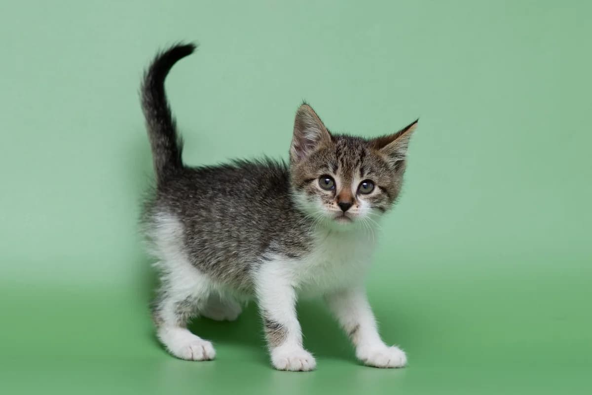 Yudzhiniya (Юджинія), female Mixed Breed for adoption at Dobri Ruky, Kyiv