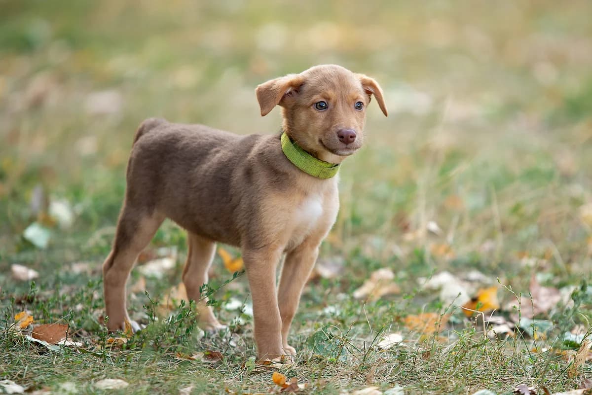 Zula (Зула), female Mixed Breed for adoption at Dobri Ruky, Kyiv