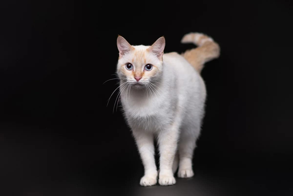 Shelton (Шелтон), male Mixed Breed for adoption at Dobri Ruky, Kyiv