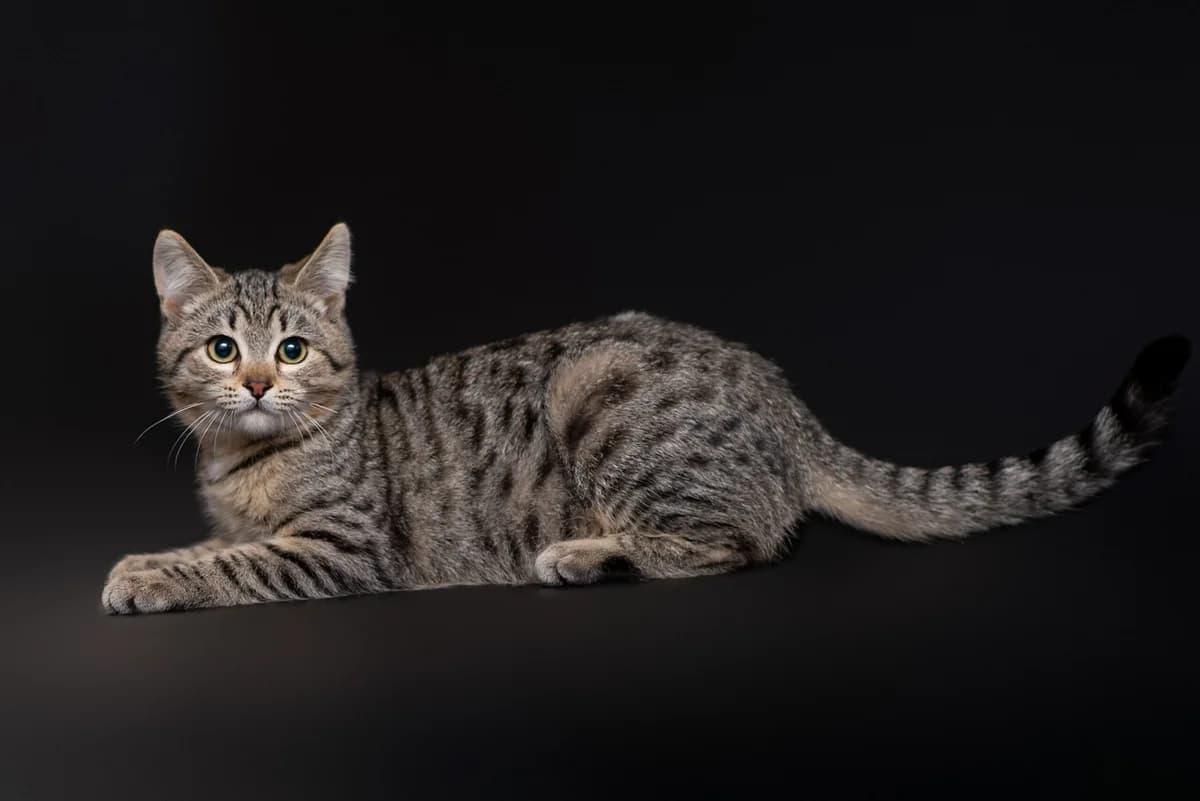 Nyusya (Нюся), female Mixed Breed for adoption at Dobri Ruky, Kyiv