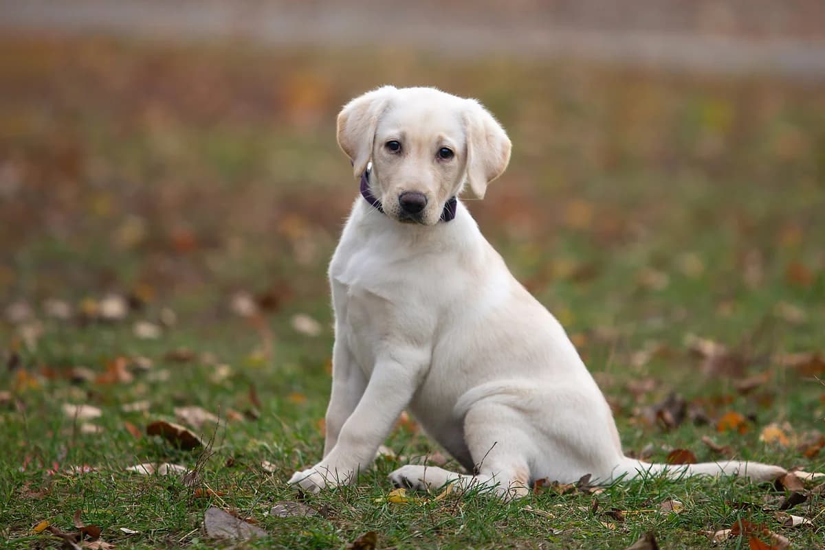 Sinabona (Сінабона), female Mixed Breed for adoption at Dobri Ruky, Kyiv