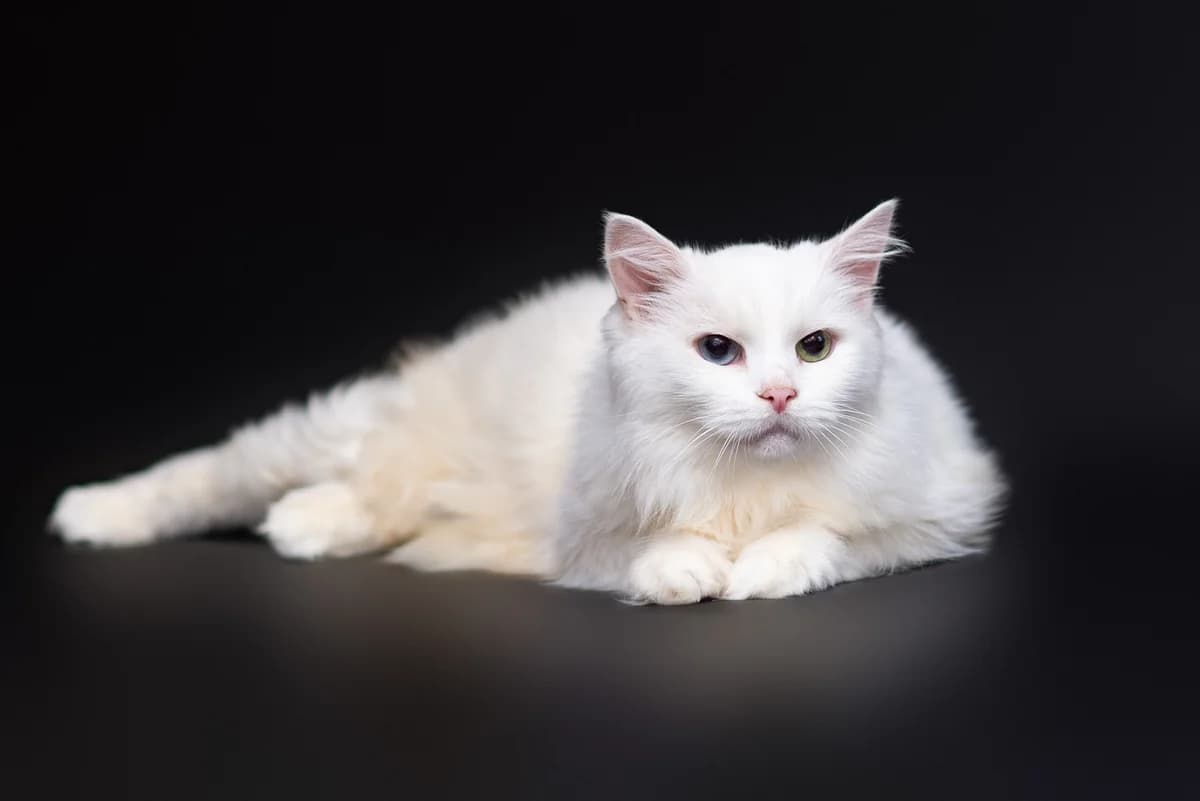Klaudi (Клауді), female Mixed Breed for adoption at Dobri Ruky, Kyiv