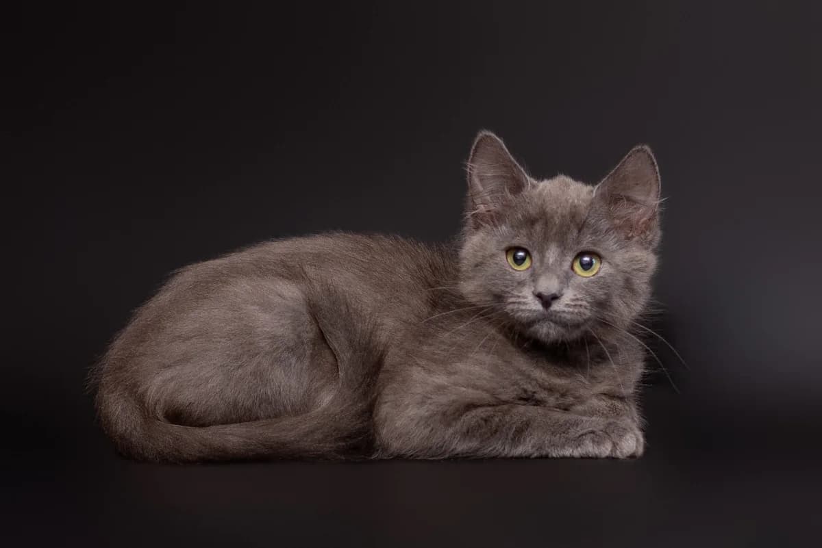 Khenk (Хенк),  Mixed Breed for adoption at Dobri Ruky, Kyiv