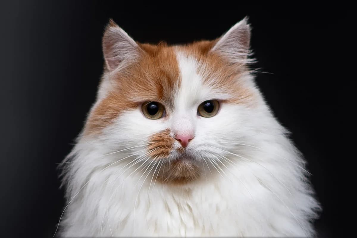Chakki (Чаккі), male Mixed Breed for adoption at Dobri Ruky, Kyiv