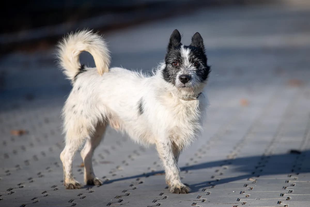 Grifin (Гріфін), male 3yo Mixed Breed for adoption at Dobri Ruky, Kyiv