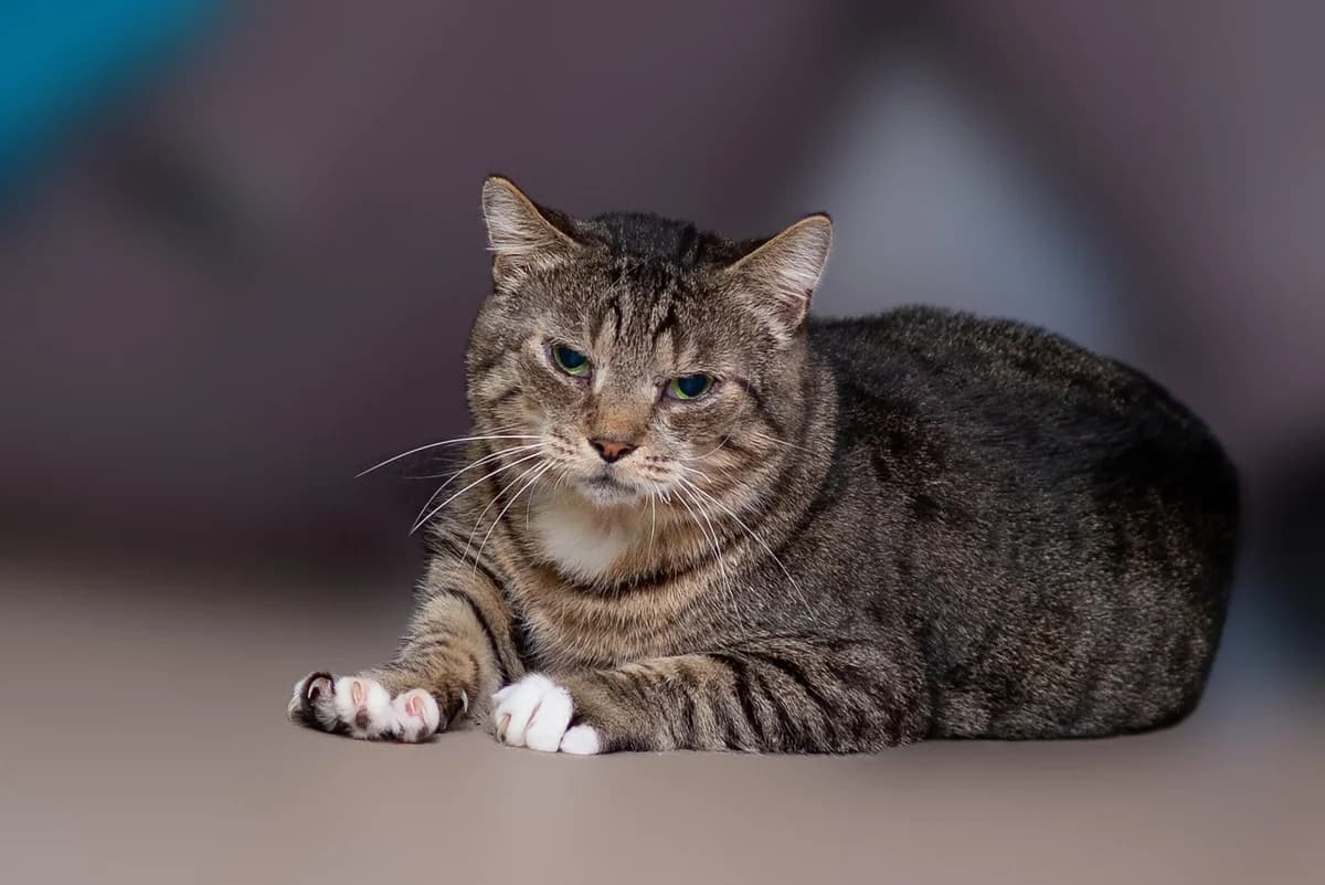 Tigr (Тигр), male Mixed Breed for adoption at Dobri Ruky, Kyiv