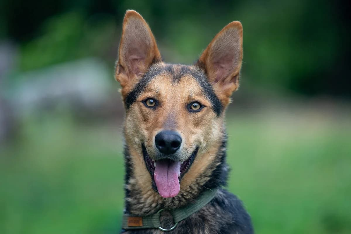 Ozis (Озіс), male Mixed Breed for adoption at Dobri Ruky, Kyiv