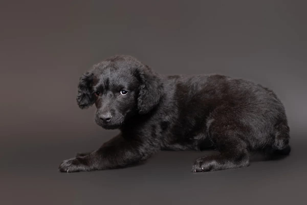 Vest (Вест), male Mixed Breed for adoption at Dobri Ruky, Kyiv
