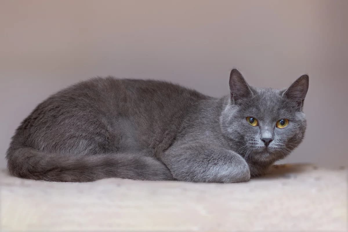 Viola (Віола), female Mixed Breed for adoption at Dobri Ruky, Kyiv