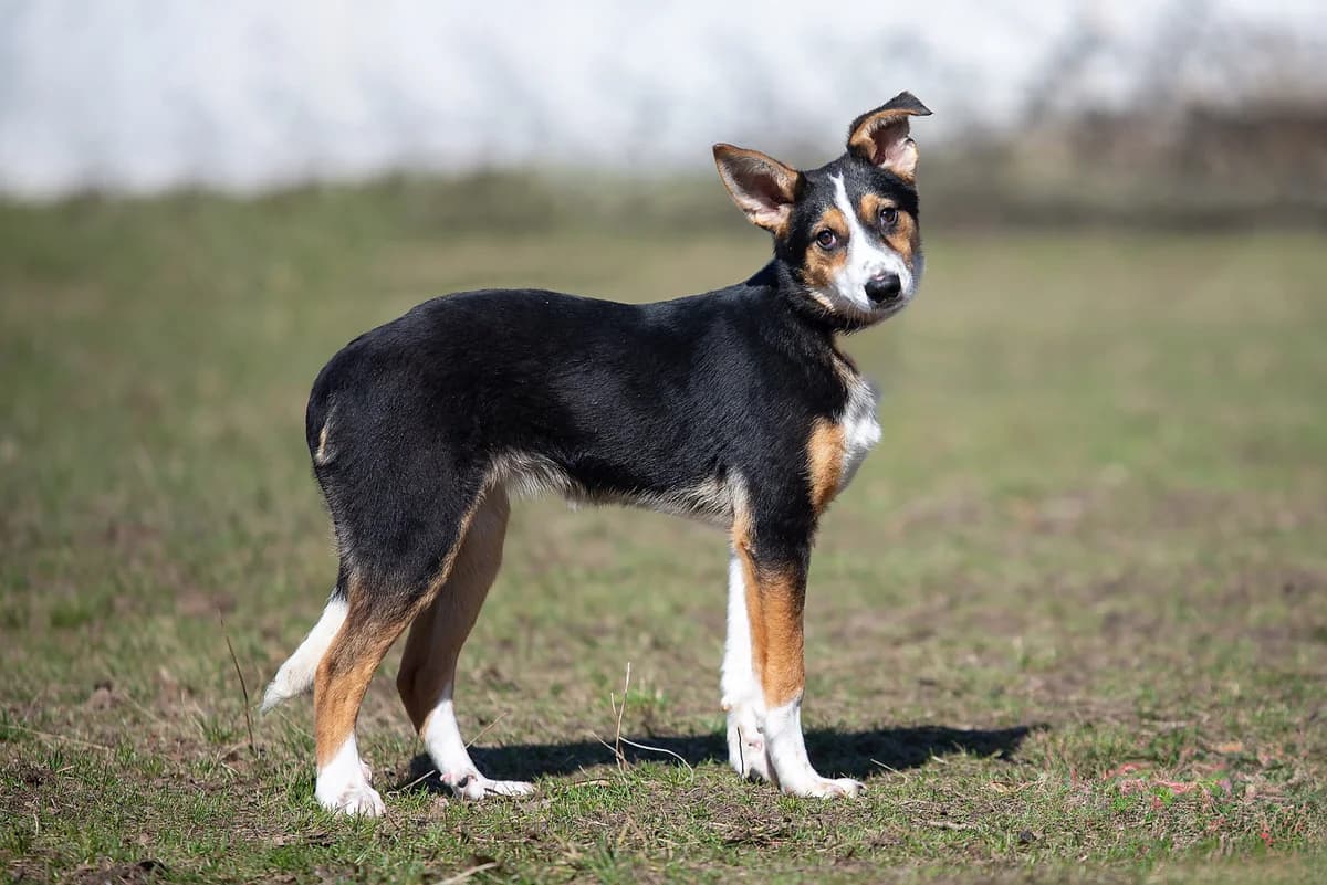 Taffi (Таффі), female puppy Mixed Breed for adoption at Dobri Ruky, Kyiv