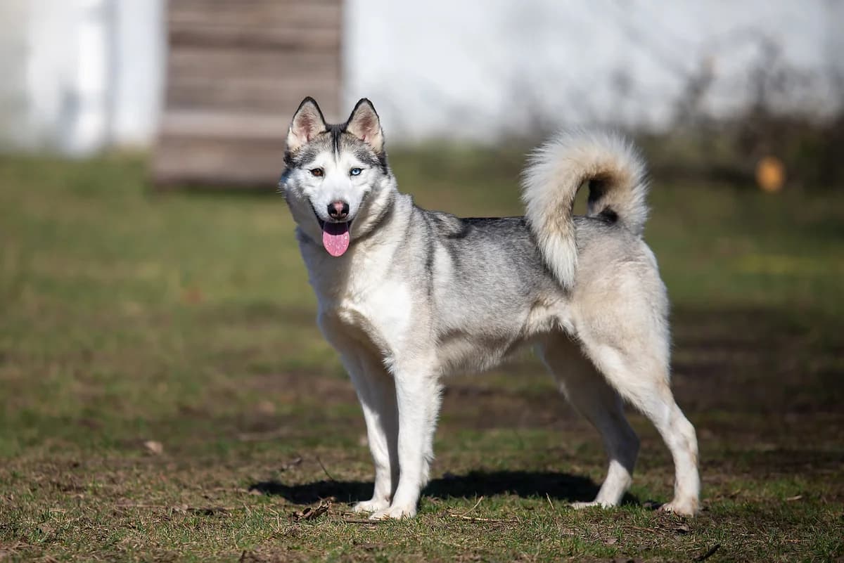 Brukki (Бруккі), female Mixed Breed for adoption at Dobri Ruky, Kyiv