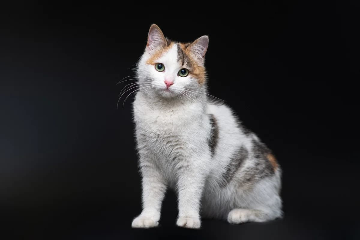 Zdenka (Зденка), female Mixed Breed for adoption at Dobri Ruky, Kyiv