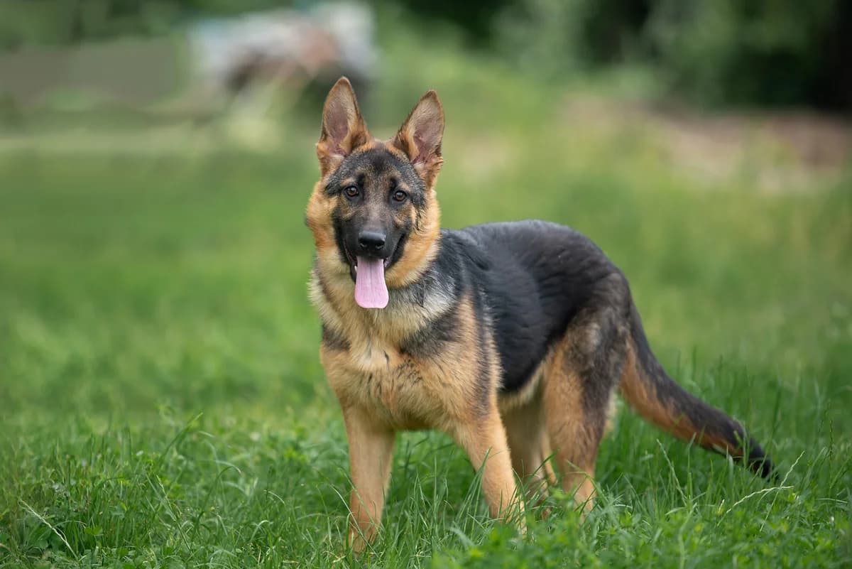 Lavina (Лавіна), female Mixed Breed for adoption at Dobri Ruky, Kyiv