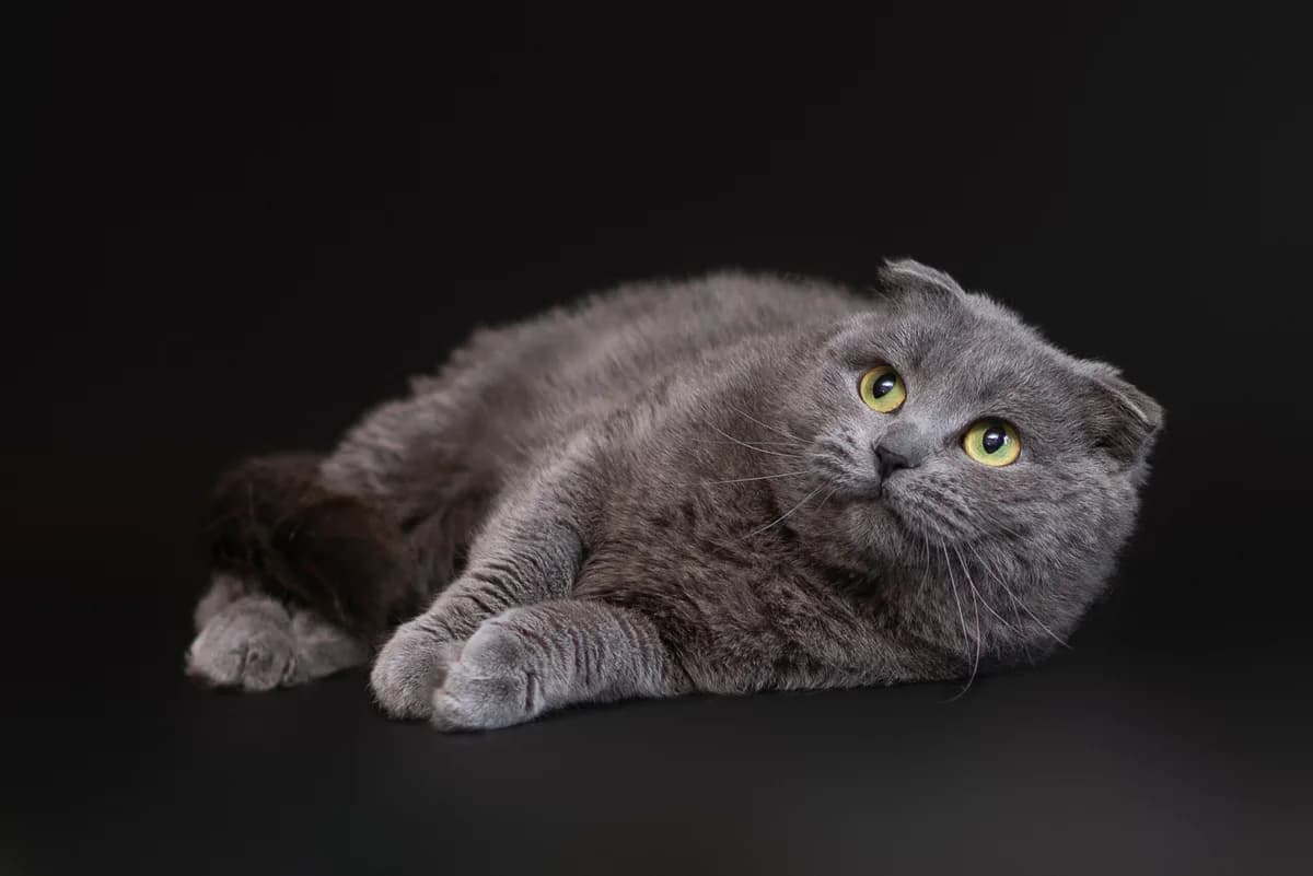 Lin’yetta (Лін’єтта), female Mixed Breed for adoption at Dobri Ruky, Kyiv