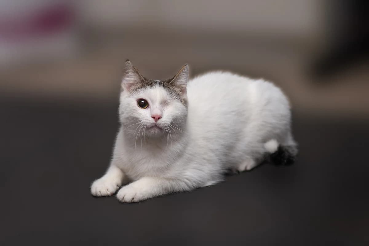 Kvinton (Квінтон), male Mixed Breed for adoption at Dobri Ruky, Kyiv