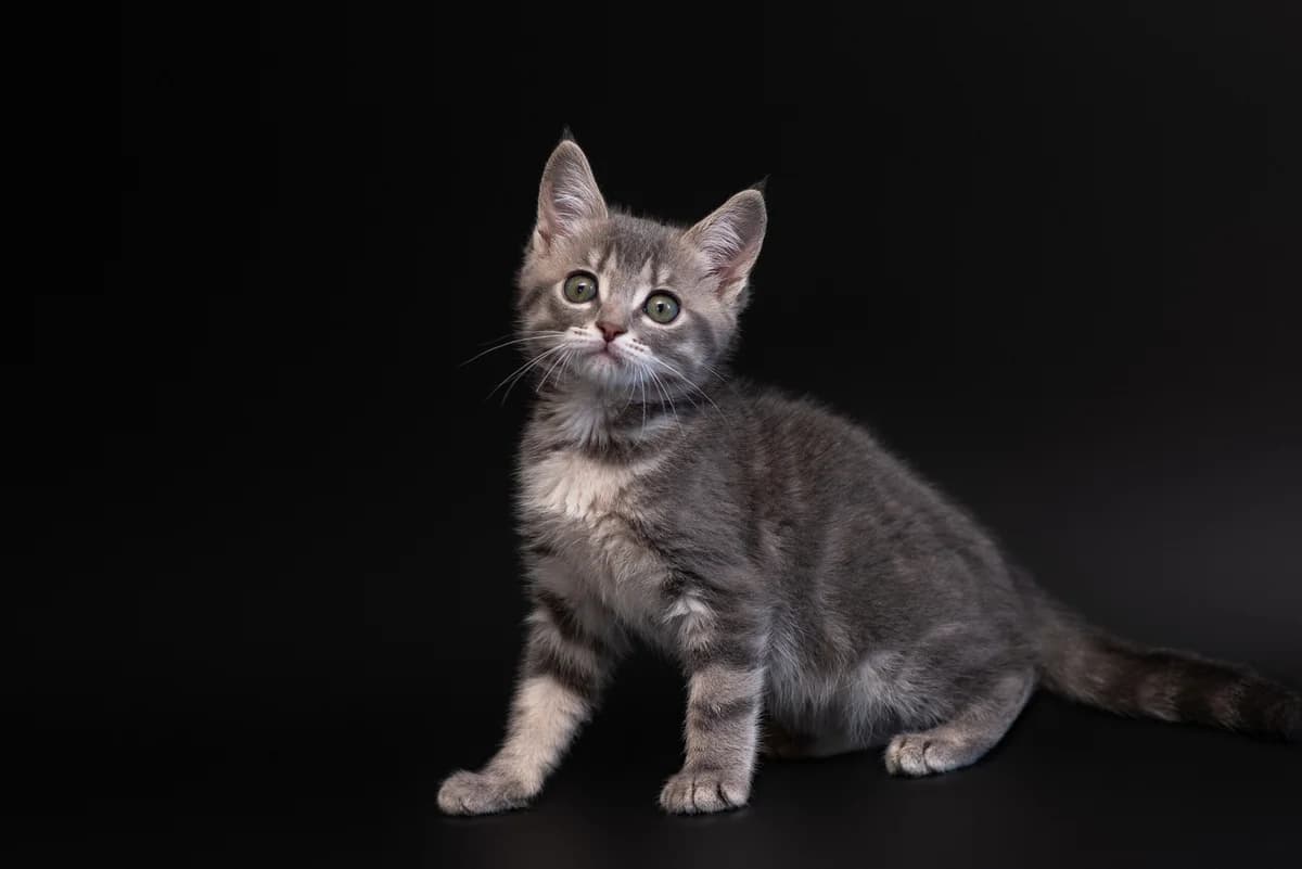 Milana (Мілана), female Mixed Breed for adoption at Dobri Ruky, Kyiv