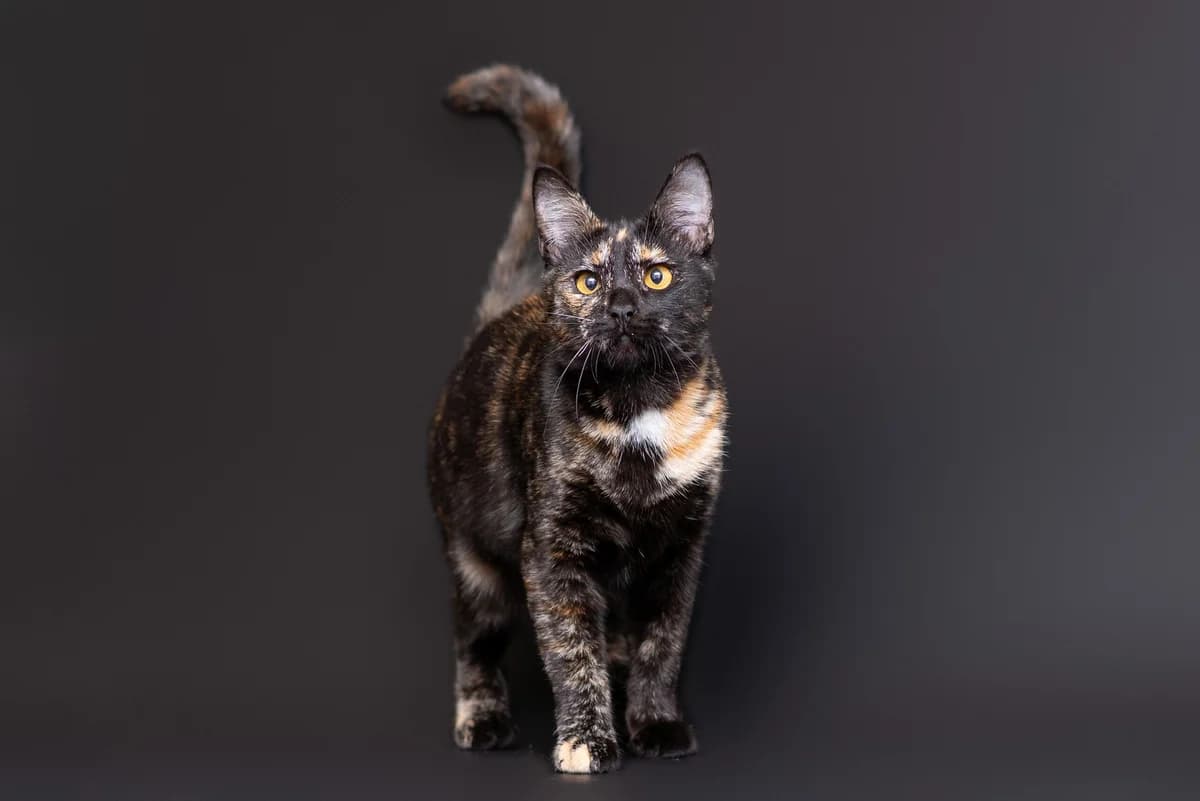 Ember (Ембер), female Mixed Breed for adoption at Dobri Ruky, Kyiv
