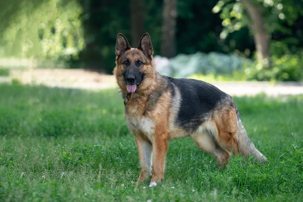 Batista (Батіста), female Mixed Breed for adoption at Dobri Ruky, Kyiv