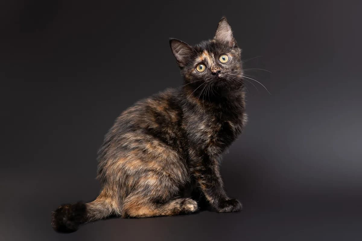 Dzhetta (Джетта), female Mixed Breed for adoption at Dobri Ruky, Kyiv