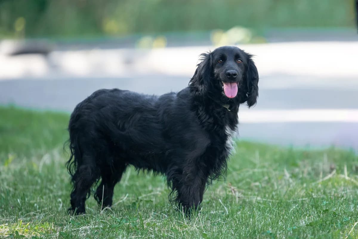 Nelli (Неллі), female Mixed Breed for adoption at Dobri Ruky, Kyiv