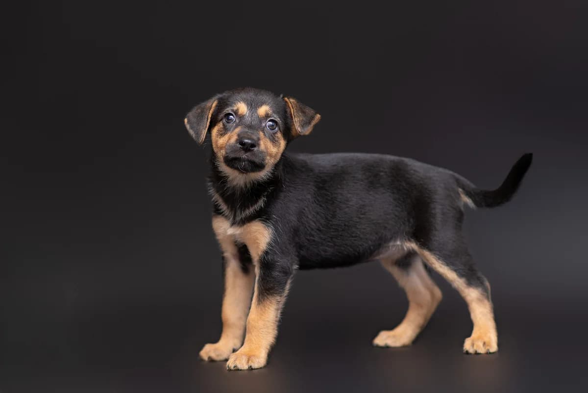 Ozumi (Озумі), female Mixed Breed for adoption at Dobri Ruky, Kyiv