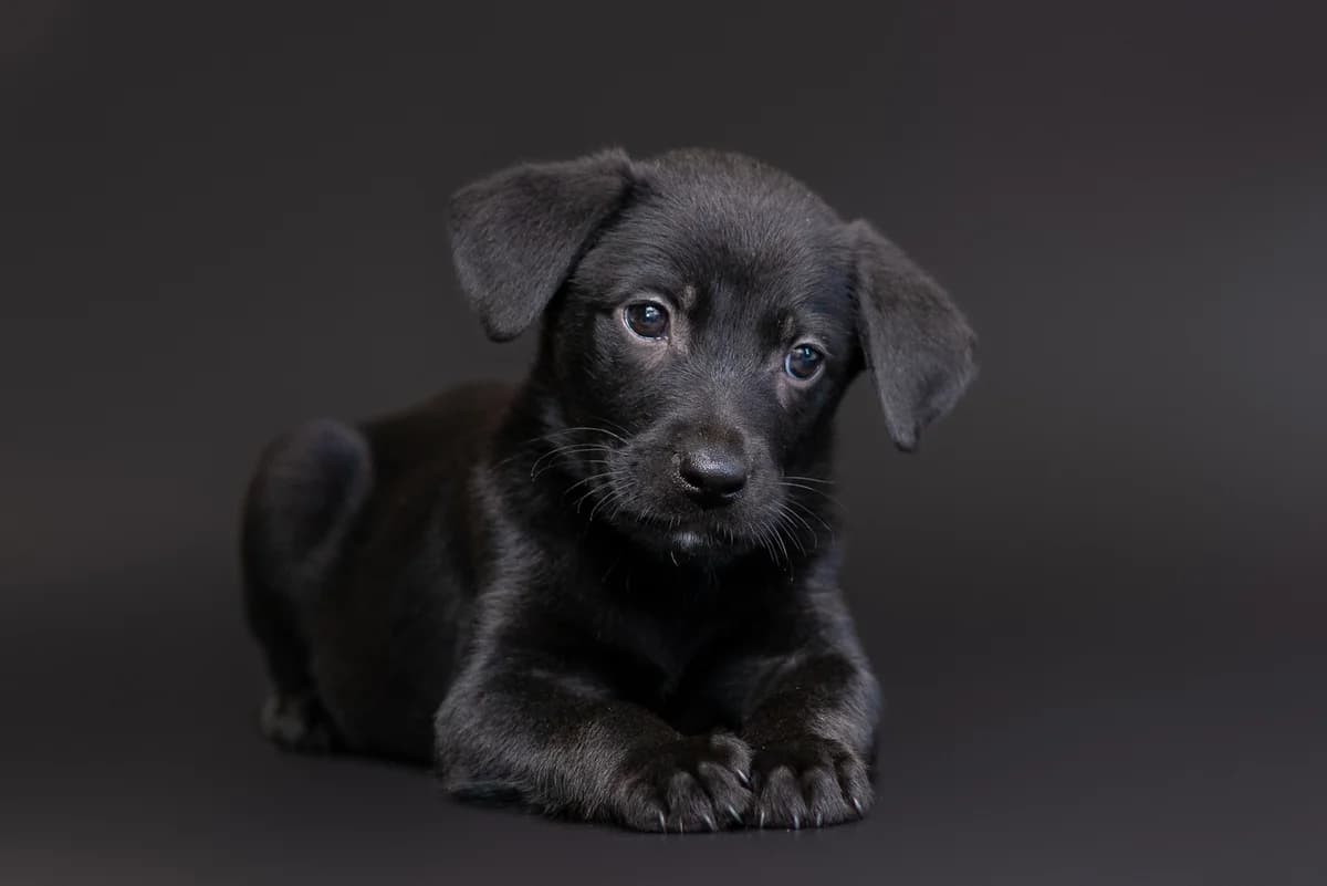 Oshiro (Ошіро), male Mixed Breed for adoption at Dobri Ruky, Kyiv