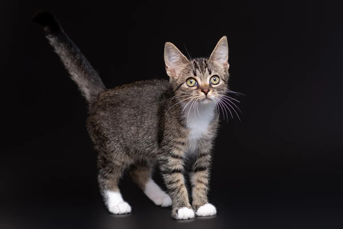 Yussi (Юссі), female Mixed Breed for adoption at Dobri Ruky, Kyiv