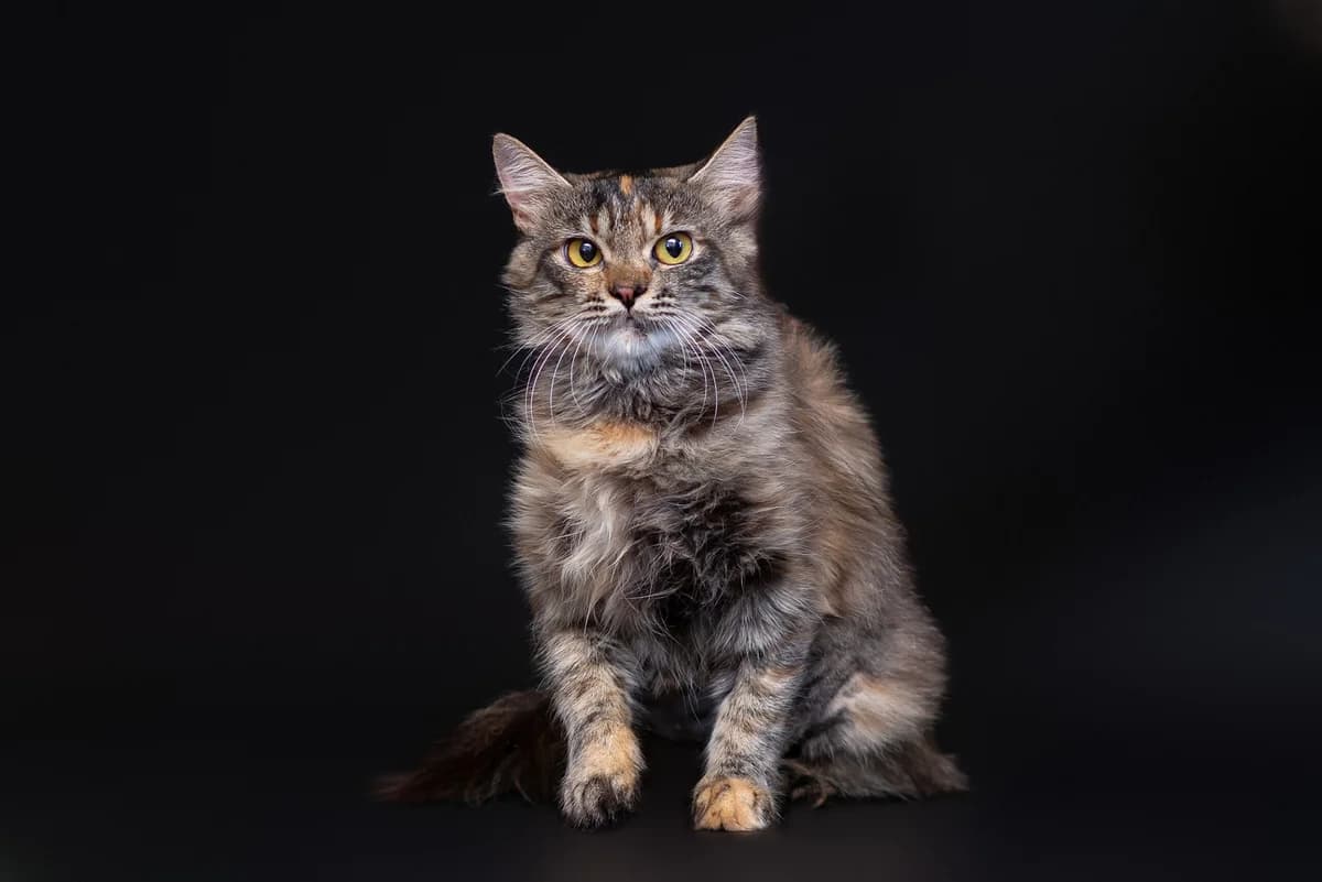 Rufina (Руфіна), female Mixed Breed for adoption at Dobri Ruky, Kyiv