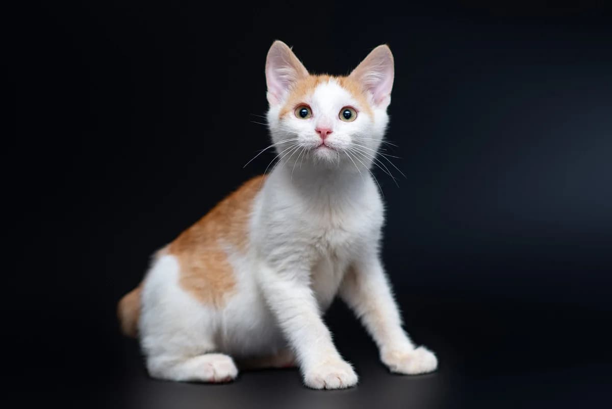 Benzhamin (Бенжамін), male Mixed Breed for adoption at Dobri Ruky, Kyiv