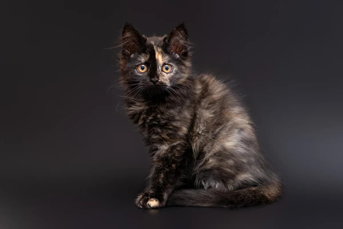 Yusha (Юша), female Mixed Breed for adoption at Dobri Ruky, Kyiv