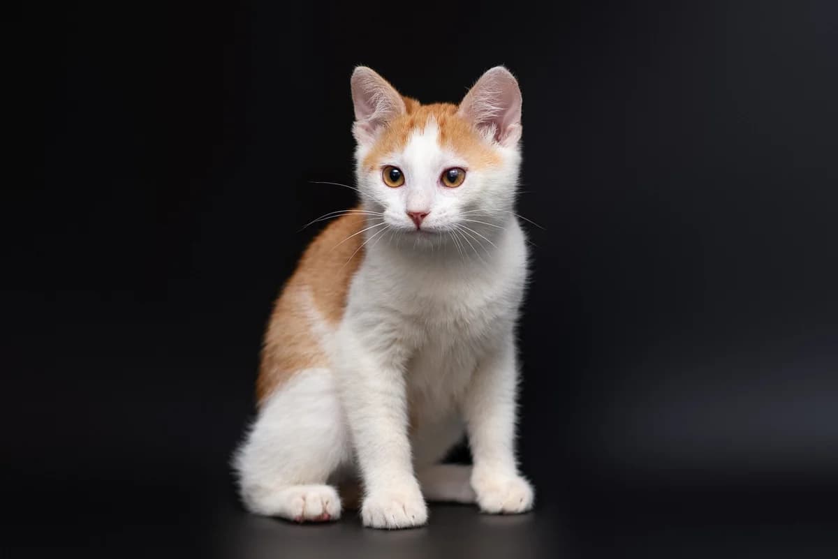 Bernard (Бернард), male Mixed Breed for adoption at Dobri Ruky, Kyiv